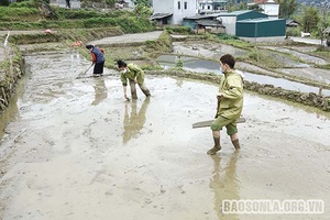 Bảo đảm tiến độ gieo cấy vụ xuân