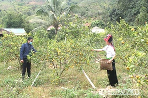 Nà Ớt cơ cấu lại diện tích cây trồng