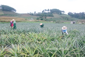 Mở rộng vùng nguyên liệu phục vụ công nghiệp chế biến
