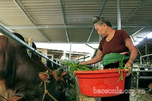 Nghề nuôi trâu, bò vỗ béo