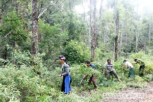 Chủ động các phương án PCCCR mùa khô hanh
