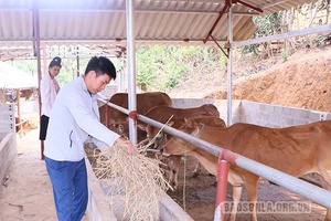 Đàn gia súc, gia cầm tăng trưởng khá