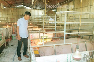 Nông dân Yên Châu năng động, sáng tạo trong phát triển kinh tế