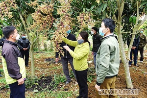 Cao nguyên Nà Sản mùa đơm hoa kết trái