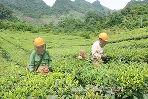 Toàn tỉnh: Diện tích, sản lượng các loại cây công nghiệp tăng