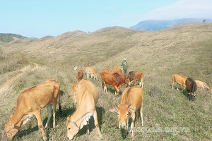 Năng động phát triển kinh tế