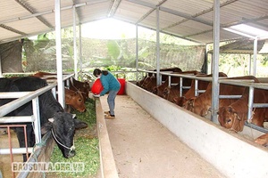 Phát triển chăn nuôi quy mô trang trại