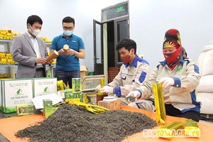 Phấn giá trị xuất khẩu chè đạt 27,1 triệu USD