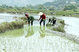 Hối hả sản xuất vụ xuân ở Sông Mã