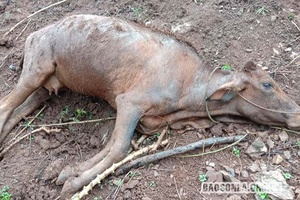 Thuận Châu: Rét đậm, rét hại khiến 7 con trâu, bò bị chết 