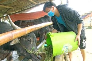 Phù Yên có 33 con gia súc bị chết rét