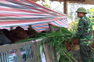 Bảo vệ đàn gia súc khi trời rét đậm, rét hại