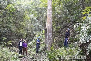 Rừng xanh Mường Lèo