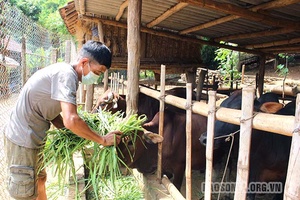 Khai thác tiềm năng, phát triển chăn nuôi gia súc bền vững