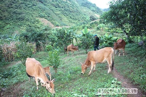 Phiêng Côn đẩy mạnh chăn nuôi gia súc