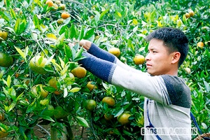 Bức tranh nông nghiệp huyện Sốp Cộp