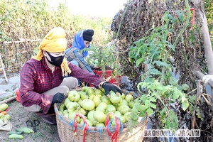 Cà chua múi Yên Châu