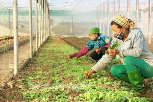 Phù Yên ứng dụng công nghệ cao vào sản xuất nông nghiệp