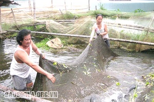 Phát triển thủy sản gắn với ứng dụng công nghệ sinh học