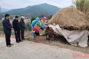 Tập trung phòng, chống rét cho cây trồng, vật nuôi