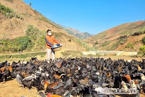 Triển vọng từ nuôi gà đen thuần chủng ở É Tòng