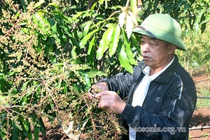 Hứa hẹn một vụ xoài bội thu