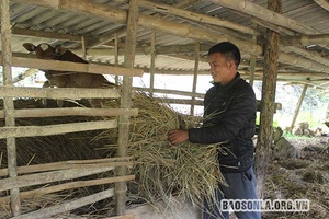 Công tác phòng chống rét cho đàn vật nuôi - Những vấn đề đặt ra
