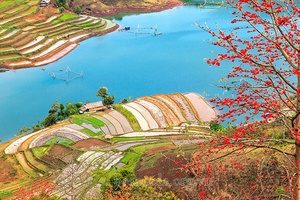 Tháng ba, hoa gạo khoe sắc bên dòng Đà giang