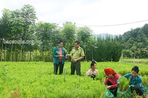 Chuẩn bị tốt các điều kiện phục vụ trồng rừng năm 2022