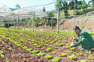 Toàn tỉnh có gần 2.400 ha rau, củ các loại