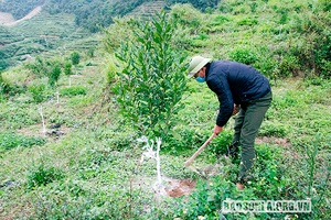 Sốp Cộp chuyển đổi cơ cấu nông nghiệp