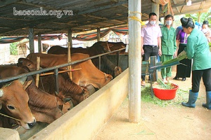 Yên Sơn tích cực chuyển đổi cơ cấu sản xuất