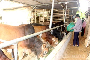 Hướng đi mới cho phát triển chăn nuôi  đại gia súc ở Chiềng Dong