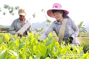 Vụ chè xuân Thuận Châu chất lượng, được giá