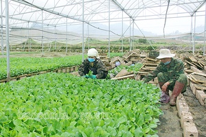 Vân Hồ phát triển vùng rau chuyên canh