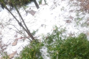 Mai Sơn: Mưa đá gây thiệt hại hoa màu của nhân dân