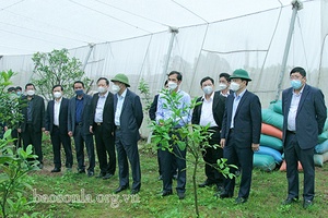 Đoàn công tác của Tỉnh ủy Sơn La tham quan mô hình sản xuất nông nghiệp tại Hưng Yên