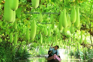 Du lịch nông thôn-xu hướng đáng khuyến khích