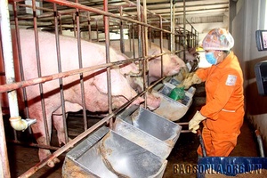 Chủ động phòng, chống bệnh dịch tả lợn châu Phi
