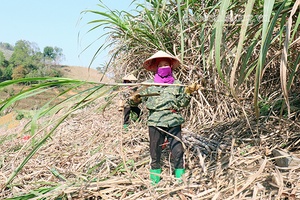 Một ngày trên đồng mía