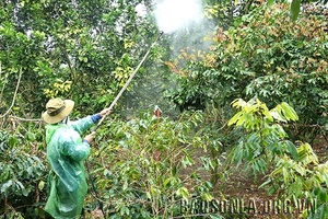 Chủ động phòng trừ sâu, bệnh trên cây ăn quả