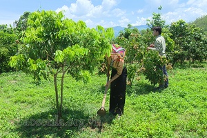 Mã số vùng trồng - chìa khóa xây dựng lòng tin cho nông sản