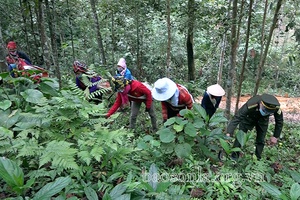 Bảo vệ rừng mùa làm nương rẫy
