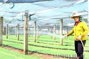 Sẵn sàng cây giống phục vụ trồng rừng