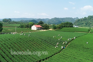 Đảng viên tiên phong phát triển kinh tế