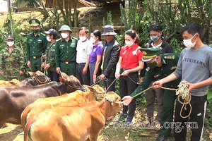 Hỗ trợ 5 con bò giống cho hộ nghèo xã Phiêng Pằn