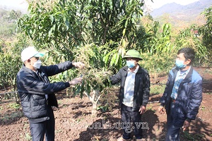Nâng cao giá trị quả xoài tròn Yên Châu