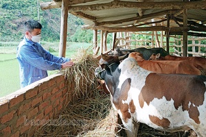 Huy Hạ phát triển nuôi đại gia súc nhốt chuồng