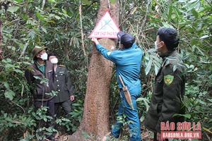 Giữ màu xanh trên các cánh rừng