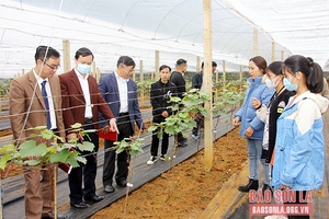 Hỗ trợ nông dân ứng dụng công nghệ vào sản xuất nông nghiệp